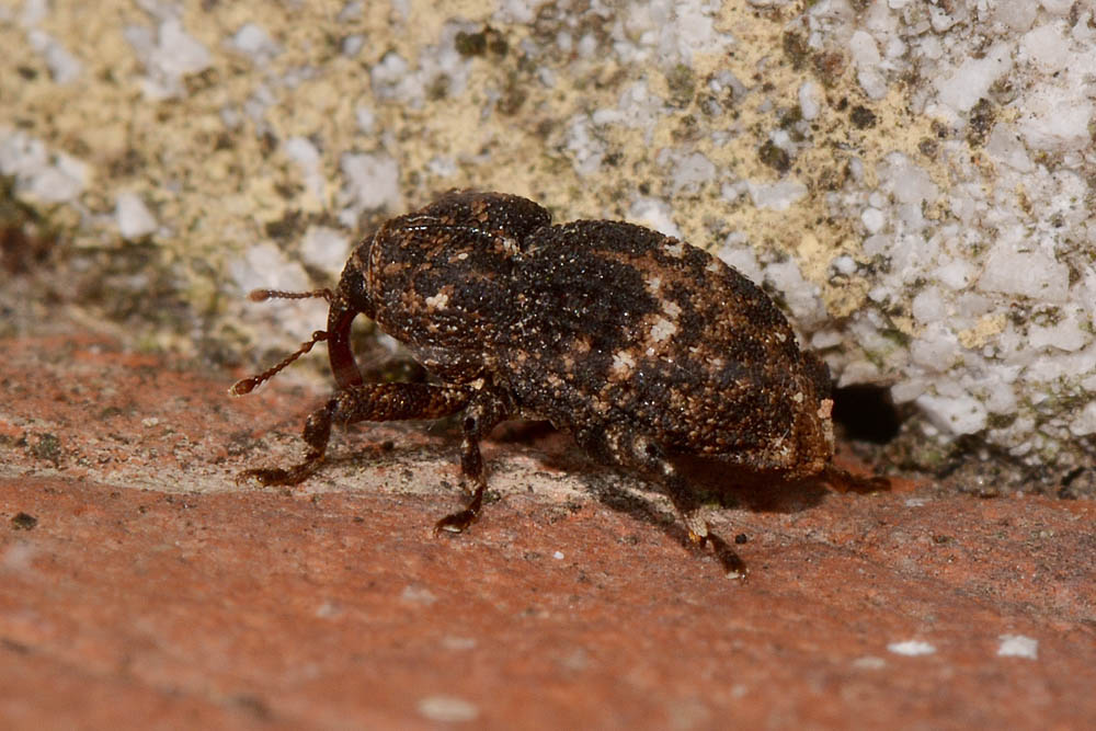 Acallocrates denticollis (Curculionidae)